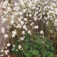 Saxifraga urbium 